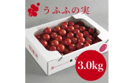 ＜産地直送＞トマト(約3.0kg) 箱 うふふの実 高糖度フルーツトマト　アイメック＜常温＞【1672592】