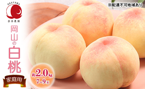 桃 2027年 先行予約 ご家庭用 岡山の白桃 約2.0kg 7～9玉 白桃 もも モモ フルーツ 果物 国産 赤木農園 2414236 - 岡山県高梁市