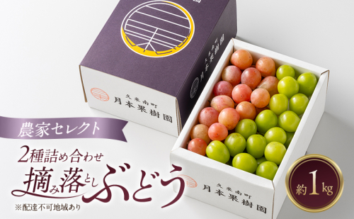 岡山県産 摘み落としぶどう 農家セレクト2種詰め合わせ 約1kg 葡萄 ブドウ 岡山県産 オーロラブラック ピオーネ クイーンニーナ シャインマスカット 数量限定 2414238 - 岡山県里庄町