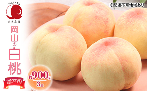 桃 2027年 先行予約 贈答用 岡山の白桃 約900g 3玉 白桃 もも モモ フルーツ 果物 国産 赤木農園 2414239 - 岡山県玉野市