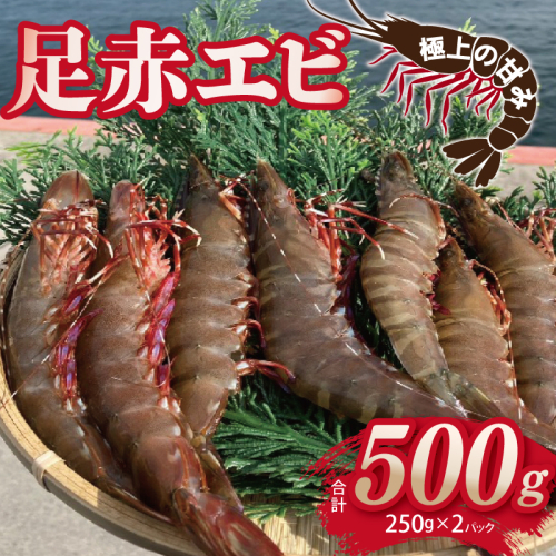足赤エビ 500ｇ【国産 えび 天然 ぷりぷり 海鮮 水揚げ 生食可】 015B593 2414242 - 大阪府泉佐野市