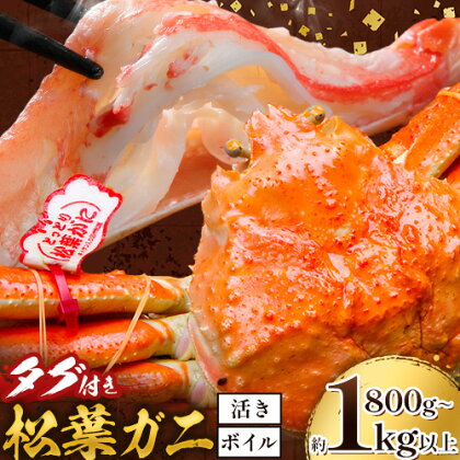 かに タグ付き 松葉ガニ 約800g 以上 または 約1kg 以上 ボイル または 活き 《11月上旬-4月中旬頃出荷》お魚センターみくりや 鳥取県 八頭町 蟹 かに カニ 鍋 松葉ガニ ボイル 送料無料 2414687 - 鳥取県八頭町