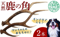 シカの角 2本　鹿 シカ ジャーキー 犬 ペット ワンコ ワンちゃん おもちゃ 角 ツノ インテリア 飾り 置き物 おすすめ 天然 野生 肉 ジビエ 国産 ごほうび 健康 噛む ストレス ひまつぶし 歯 歯みがき 歯垢 歯石除去 工作 芸術 小型犬 中型犬 大型犬 房総 千葉県