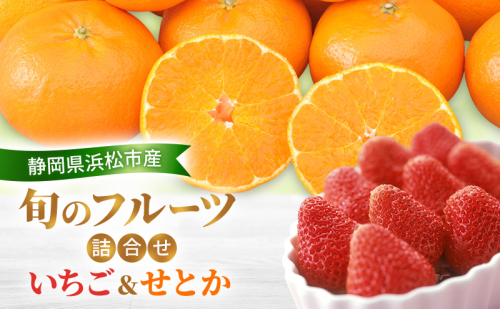 【2026年2月発送】 旬のフルーツ詰合せ いちご＆せとか 紅ほっぺまたはきらび香 約260g1パック せとか4個約800ｇ 柑橘の最高峰 苺 ミカン 蜜柑 【配送不可：離島】 フルーツセット 静岡 浜松市 2417988 - 静岡県浜松市