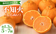 【2026年3月以降発送】 不知火 約1.3kg 5～7個 しらぬい デコ かんきつ 柑橘 みかん ミカン 蜜柑 フルーツ 静岡 浜松市