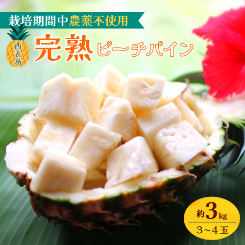 2026年 先行予約 西表島の完熟ピーチパイン 3kg (3〜4玉)【嘉本商店 完熟 果物 フルーツ】お届け：5月中旬～6月中旬頃 2418033 - 沖縄県竹富町