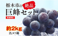 【2026年夏発送分先行受付 / 数量限定】栃木市の絶品「巨峰」セット　2L（約2kg）×1箱（2026年8月下旬～9月上旬発送予定）【フルーツ 果物 くだもの 食品 人気 おすすめ 】