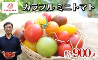 カラフルミニトマト 6袋 約900g ミニトマト 新鮮 トマト 野菜 プチトマト やさい サラダ 静岡県三島市