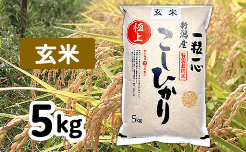 48-6G051【玄米】新潟県長岡産特別栽培米コシヒカリ5kg