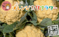 オレンジカリフラワー 8個 彩り野菜 オレンジ カリフラワー 花野菜 彩り野菜 ともちゃんのやさい 国産 愛知県 豊橋産
