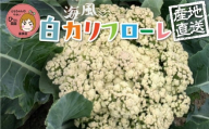 白カリフローレ 4個 彩り野菜 白 カリフローレ 花野菜 彩り野菜 ともちゃんのやさい 国産 愛知県 豊橋産