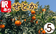 【訳あり】 せとか 約5kg 【3月上旬~3月下旬頃発送予定】 | せとか みかん 柑橘 セトカ 先行予約 ミカン かんきつ 果物 フルーツ おすすめ 蜜柑 送料無料 愛媛県 松山市