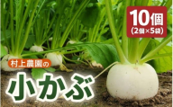 【期間限定】福井県坂井市三国町 村上農園産 小かぶ5パック入り（2玉×5袋）【かぶ カブ 蕪 野菜 サラダ スープ 鍋 新鮮 産地直送 贈答 ギフト】 [B-16501]