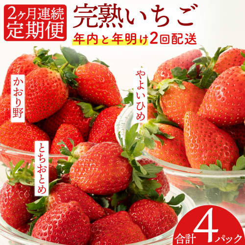 【2ヵ月連続】 採れたて完熟いちご 定期便（260g×2パック×2回／12月・1月お届け） かおり野 とちおとめ やよいひめ 国産 イチゴ 苺  [BC092sa]	 2422646 - 茨城県桜川市