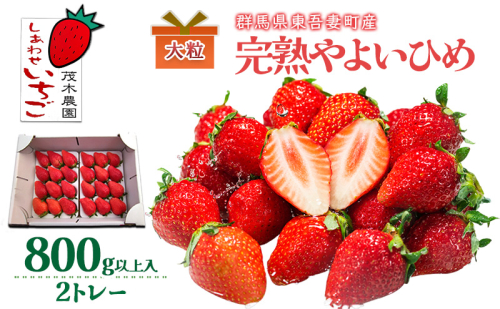 【贈答用】やよいひめ 2トレー（800g以上） いちご  ストロベリー 果物 くだもの フルーツ ギフト プレゼント 群馬県 東吾妻町 2425372 - 群馬県東吾妻町