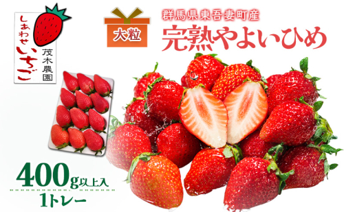 【贈答用】やよいひめ 1トレー（400g以上） いちご  ストロベリー 果物 くだもの フルーツ ギフト プレゼント 群馬県 東吾妻町 2425373 - 群馬県東吾妻町