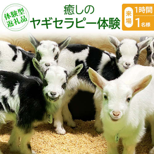 【体験型返礼品】癒しのヤギセラピー体験（来場/1時間/1名） 2425678 - 愛知県美浜町