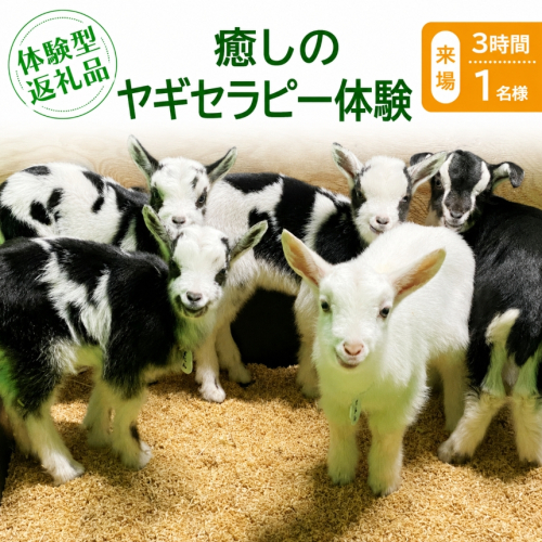 【体験型返礼品】癒しのヤギセラピー体験（来場/3時間/1名）（愛知ヤギ農場） 2425678 - 愛知県美浜町