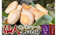椎茸 仙人しいたけ 約1.5kg 滝ノ沢ファーム 菌床 シイタケ きのこ 食べ応え 肉厚 茸 秋田県 国産 大ぶり 高品質