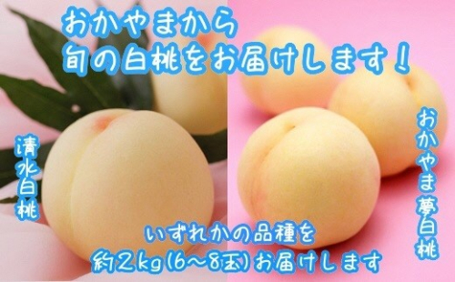 【先行予約】【2-26】白桃（清水白桃・おかやま夢白桃） 仁科農園 桃 もも 岡山 約2kg 6〜8玉 《7月中旬-8月上旬頃出荷》 岡山県産 岡山の桃 おかやま夢白桃 清水白桃 おまかせ ブランド桃 旬 果物 フルーツ 甘い 2427768 - 岡山県笠岡市