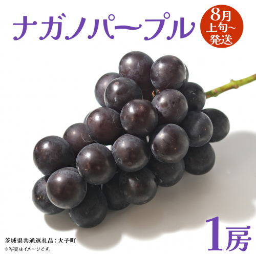 ナガノパープル 1房 【2026年8月上旬発送開始】(茨城県共通返礼品：大子町) ぶどう 葡萄 ブドウ 果物 フルーツ 果実 2428211 - 茨城県牛久市