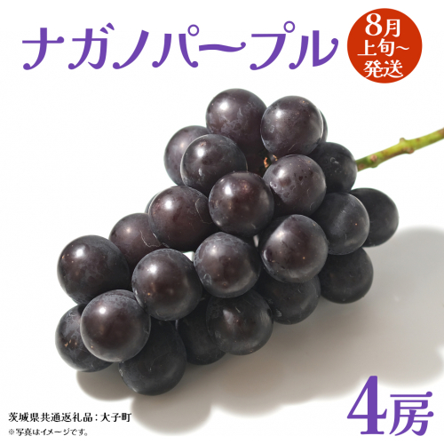 ナガノパープル 4房 【2026年8月上旬発送開始】(茨城県共通返礼品：大子町) ぶどう 葡萄 ブドウ 果物 フルーツ 果実 2428214 - 茨城県牛久市