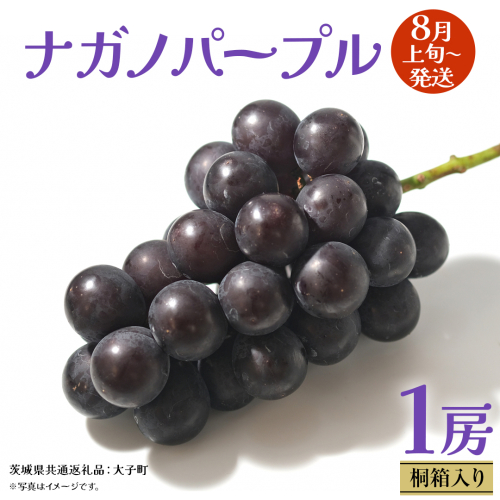 【 桐箱入り 】 ナガノパープル 1房 【2026年8月上旬発送開始】(茨城県共通返礼品：大子町) ぶどう 葡萄 ブドウ 果物 フルーツ 果物 贈答用 ギフト 贈り物 2428215 - 茨城県牛久市