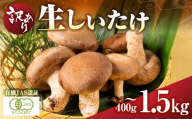 訳あり 国産 有機生椎茸 400g 有機JAS認証 しいたけ 簡易包装 大きさバラバラ / 食品 野菜 きのこ きのこ しいたけ 5000円
