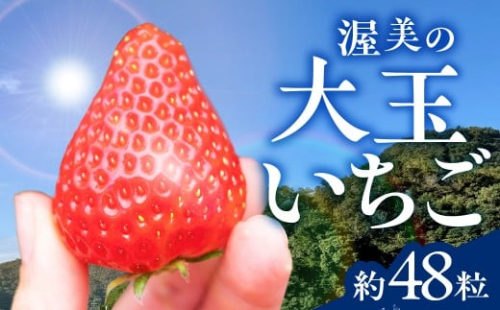 《先行予約》いちご 約48粒 (4パック) いちご イチゴ 苺 いちご大福 苺大福 紅ほっぺ かおり野 ゆめのか ビタミンC 農協 JA愛知みなみ 冬 旬 季節 期間限定 冷蔵 紅 愛知県 田原市 渥美半島 2429789 - 愛知県田原市