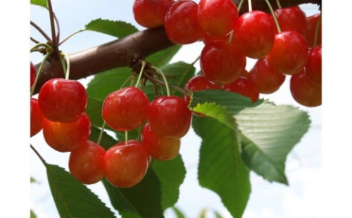 【通年定期便9回】富んでバラエティ中山便 2430823 - 山形県中山町