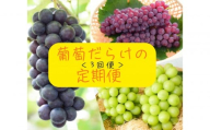 2026年度発送【定期便 ３回 】葡萄だらけの定期便