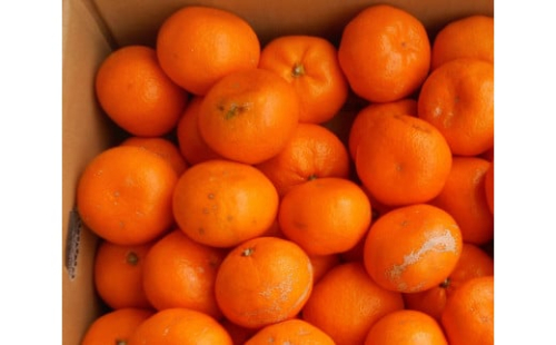 紀州有田みかん 約5kg 訳あり 家庭用キズあり サイズ混合［SL53］ 2431131 - 和歌山県那智勝浦町