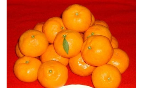 紀州有田みかん 約10kg 2Lサイズ(大玉) ［SL44］ 2431132 - 和歌山県那智勝浦町