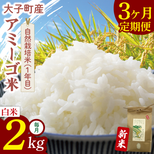 【限定価格】【3ヶ月定期便】令和7年産 新米 2kg アミーゴ米 【白米】（コシヒカリ・天日干し米・自然栽培米 （1年目））｜茨城県 大子町 袋田 米 精米 おだがけ米 はざがけ米 いねかけ米 先行予約 定期 毎月 3回 連続 農福連携（CA019） 2433229 - 茨城県大子町