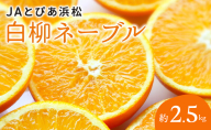 JAとぴあ浜松 白柳ネーブル 約2.5kg 大玉1個あたり約400g×6個～9個 【配送不可：離島】 ネーブル 浜松 みかん ミカン 蜜柑 お歳暮 ギフト 静岡 浜松市