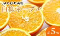 JAとぴあ浜松 白柳ネーブル 約5kg 大玉1個あたり約400g×12個～18個 【配送不可：離島】 ネーブル 浜松 みかん ミカン 蜜柑 お歳暮 ギフト 静岡 浜松市