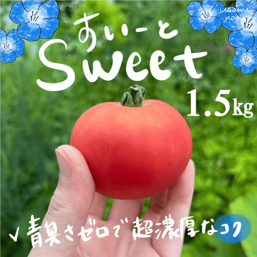 【2026年予約】極旨トマトクール便 北海道壮瞥町産 スイート1.5kg 中玉トマト SBTAJ017 2433364 - 北海道壮瞥町