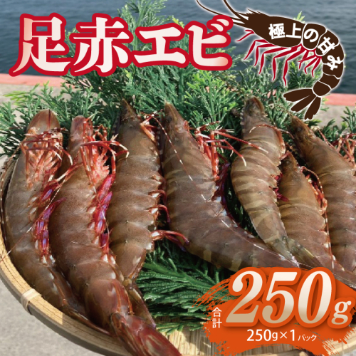 足赤エビ 250g【国産 えび 天然 ぷりぷり 海鮮 水揚げ 生食可】 010B1862 2433554 - 大阪府泉佐野市