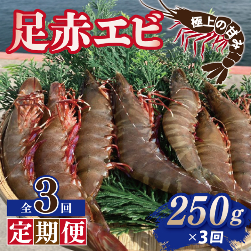 【定期便】足赤エビ 250g×全3回 計750g【国産 えび 天然 ぷりぷり 海鮮 水揚げ 生食可】 099Z386 2433558 - 大阪府泉佐野市