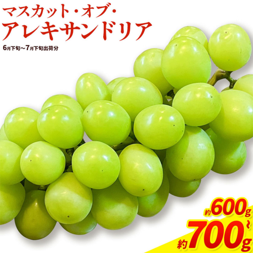 【先行予約】岡山県産 マスカット・オブ・アレキサンドリア 選べる 計 600g 700g 株式会社 はちや《6月下旬‐7月下旬頃出荷》岡山 国産 フルーツ 果物 岡山県 浅口市 フルーツ 果物 マスカット オブ アレキサンドリア【配送不可地域あり】 2433579 - 岡山県浅口市