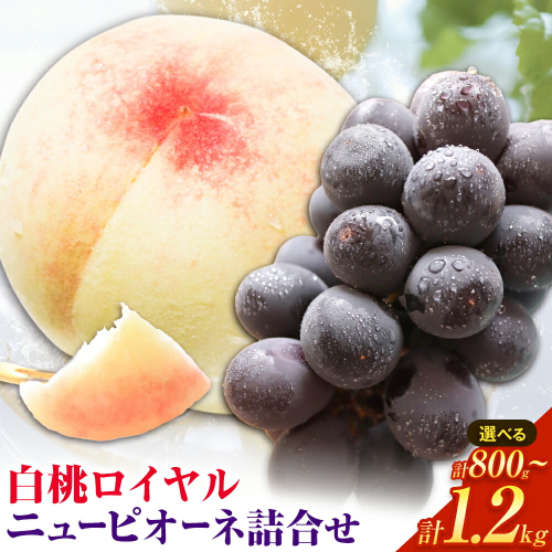【先行予約】岡山県産 白桃ロイヤルニューピオーネ詰合せ 選べる 計800g～計1.2kg 株式会社はちや《7月上旬‐8月下旬頃出荷》岡山県 浅口市 白桃 桃 ぶどう 葡萄 フルーツ ギフト 果物 デザート 国産 送料無料【配送不可地域あり】 2433595 - 岡山県浅口市