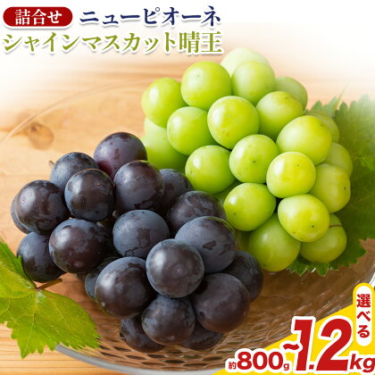 【先行予約】 岡山県産 シャインマスカット「晴王」とニューピオーネ 計800g 株式会社はちや《6月下旬‐7月下旬頃頃出荷》岡山県 浅口市 ぶどう 葡萄 フルーツ ギフト 果物 デザート 国産 送料無料【配送不可地域あり】 2433597 - 岡山県浅口市