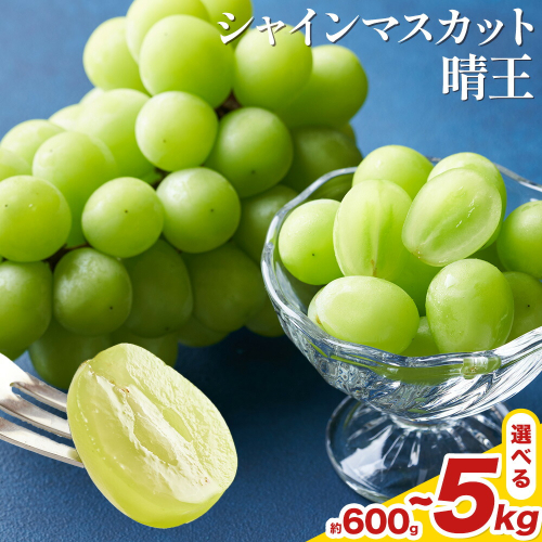 【先行予約】 岡山県産 シャインマスカット 晴王 選べる 計600g～5kg 株式会社はちや《7月上旬‐8月下旬頃出荷》岡山県 浅口市 ぶどう 葡萄 フルーツ ギフト 果物 デザート 国産 送料無料【配送不可地域あり 2433598 - 岡山県浅口市