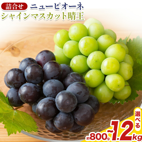 【先行予約】 岡山県産 シャインマスカット「晴王」とニューピオーネ 選べる L～3L 計800g～1.2kg 株式会社はちや《8月下旬‐9月下旬頃頃出荷》岡山県 浅口市 ぶどう 葡萄 フルーツ ギフト 果物 デザート 国産 送料無料【配送不可地域あり】 2433599 - 岡山県浅口市