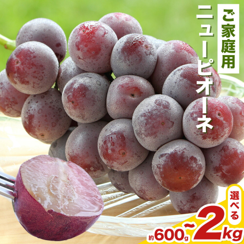 【先行予約】岡山県産 ご家庭用 ニューピオーネ詰合せ 選べる 計600g～2kg 株式会社はちや《8月下旬-9月下旬頃出荷》岡山県 浅口市 ぶどう 葡萄 フルーツ ギフト 果物 デザート 国産 送料無料【配送不可地域あり】 2433601 - 岡山県浅口市