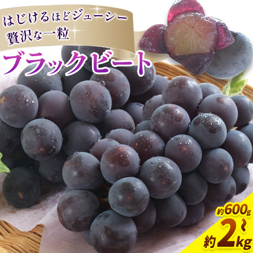 【2026年先行予約】岡山県産 ぶどう ブラックビート 選べる 計 600g 700g 800g 1kg 1.2kg 1.5kg 2kg 株式会社 はちや《2026年8月上旬-9月上旬頃出荷》岡山 国産 葡萄 フルーツ 果物 岡山県 浅口市 フルーツ 果物【配送不可地域あり】 2433602 - 岡山県浅口市
