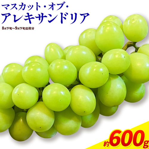 【先行予約】岡山県産 ぶどう マスカット・オブ・アレキサンドリア 600g 株式会社 はちや《8月下旬-9月下旬頃出荷》岡山 国産 葡萄 フルーツ 果物 岡山県 浅口市 フルーツ 果物 マスカット オブ アレキサンドリア【配送不可地域あり】 2433603 - 岡山県浅口市