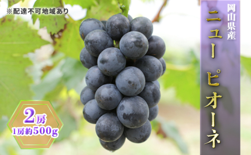 ぶどう 2026年 先行予約 ニュー ピオーネ 2房（1房約500g） ブドウ 葡萄  岡山県産 国産 フルーツ 果物 ギフト 2433738 - 岡山県瀬戸内市