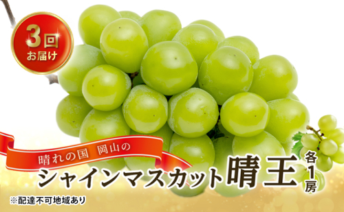 ぶどう 2026年 先行予約 3回お届け！  晴れの国 岡山の シャイン マスカット  晴王 ×3回！(各1房)  葡萄  岡山県産 国産 フルーツ 果物 ギフト 食後 高級ぶどう 大粒 種なし 甘みが強い 皮ごと 2433919 - 岡山県高梁市