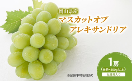 ぶどう 2026年 先行予約 マスカットオブアレキサンドリア 1房(550g以上・赤秀) 化粧箱入り 2433922 - 岡山県高梁市